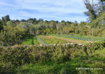 Horta´s or traditional Portuguese allotments
