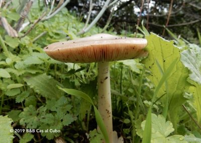 Flora Algarve in the autumn - mushrooms