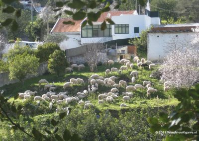 Hamlets around Estoi with herds of sheep and goats