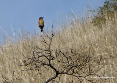 Entre Vales, Fontes en Mémorias da Serra do Caldeirão (SBA PR2) - Algarve Birds