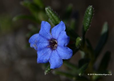 Flora Serra do Caldeirão - Heavenly Blue Serra e Montes Walk