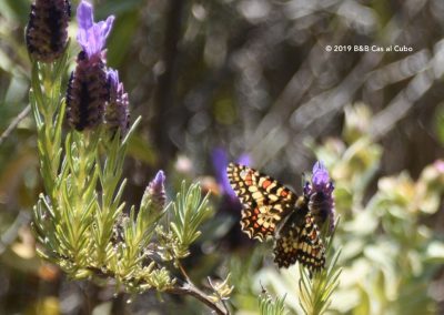 Lavender with butterfly on Fonte Benemola walk