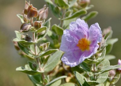 Flora Algarve Roselha maior - Cistus rose