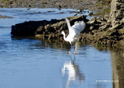 Little Egret in the Ria Formosa saltpans