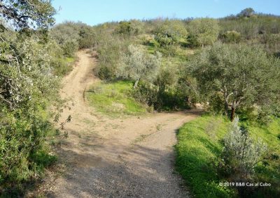 Algarve flora: carob and olive trees