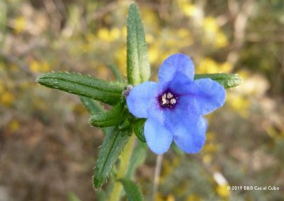 Heavenly Blue - Algarve wild flowers on Telheiros do Barro walk