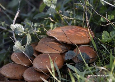 Autumn mushrooms on Feiteira walk