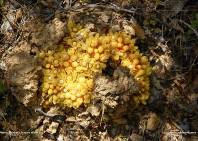 Ameixial walk - ant-pollinated species of parasitic plant