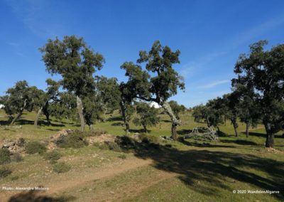Cork trees in the Vale da Rosa