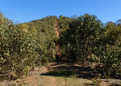 Eucalyptus wood in forrest of Tavira