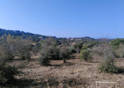 Olive trees in Varzea de Cova on route SBA PR5