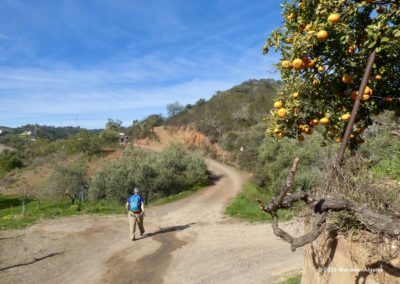 Langs het wandelpad in de heuvels zijn de druivenranken gesnoeid en de sinaasappels rijp.