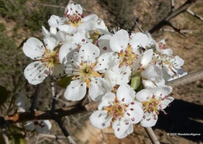 Spring flowers East Algarve