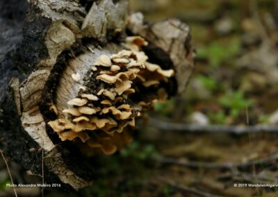 Cork tree with mushrooms Cerro de Sobro walk